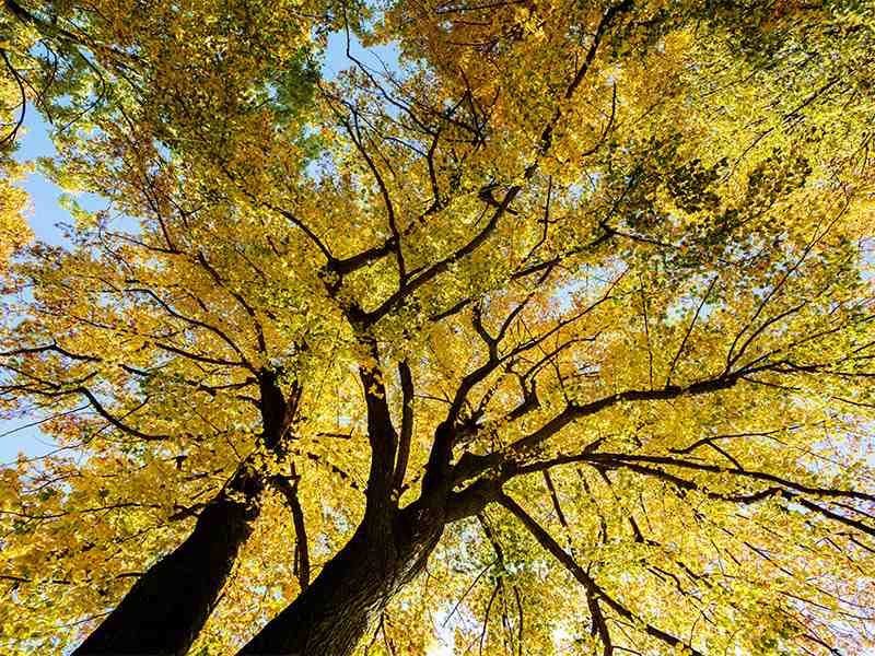 二十四節氣-處暑