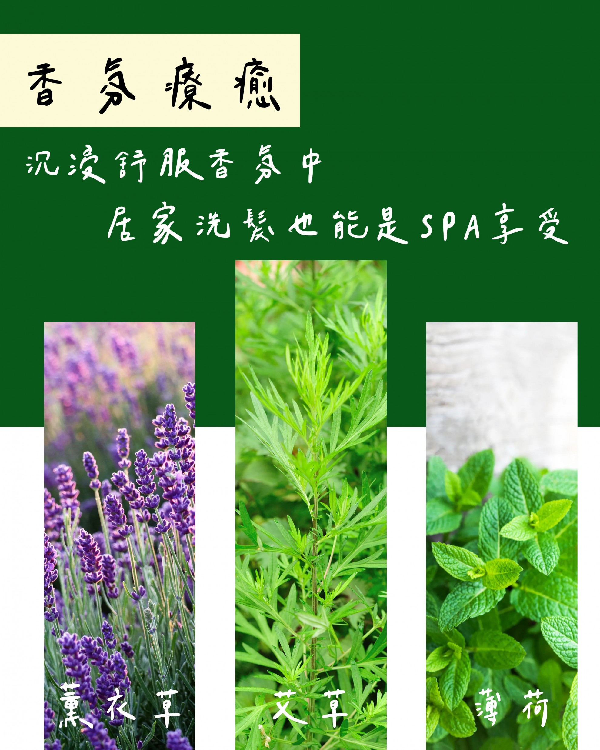 【艾草洗髮精】500ml