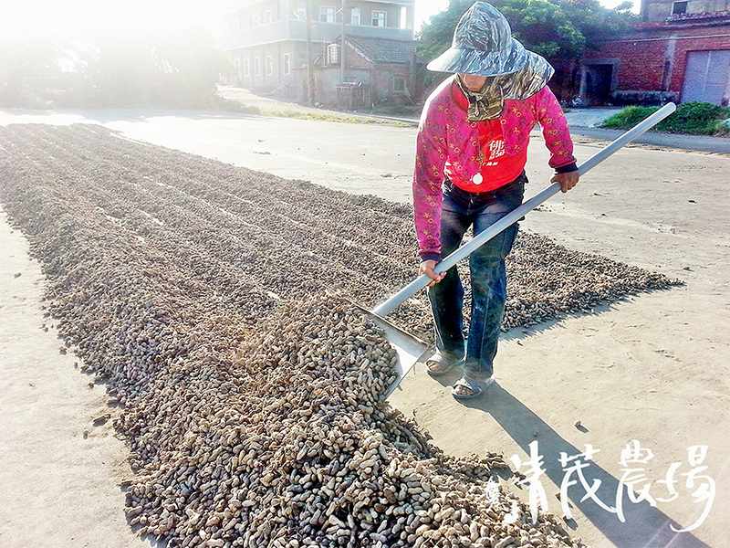 自然農法-日曬花生仁(小包)<半斤>