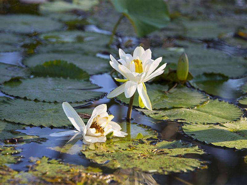 義蓮山莊素食養生民宿 義蓮山莊素食養生民宿