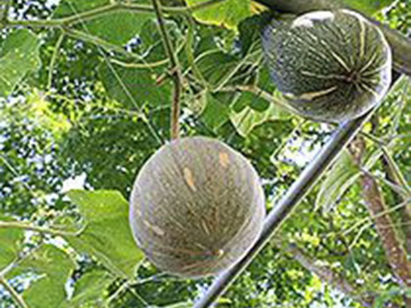 義蓮山莊素食養生民宿