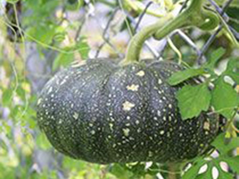 義蓮山莊素食養生民宿