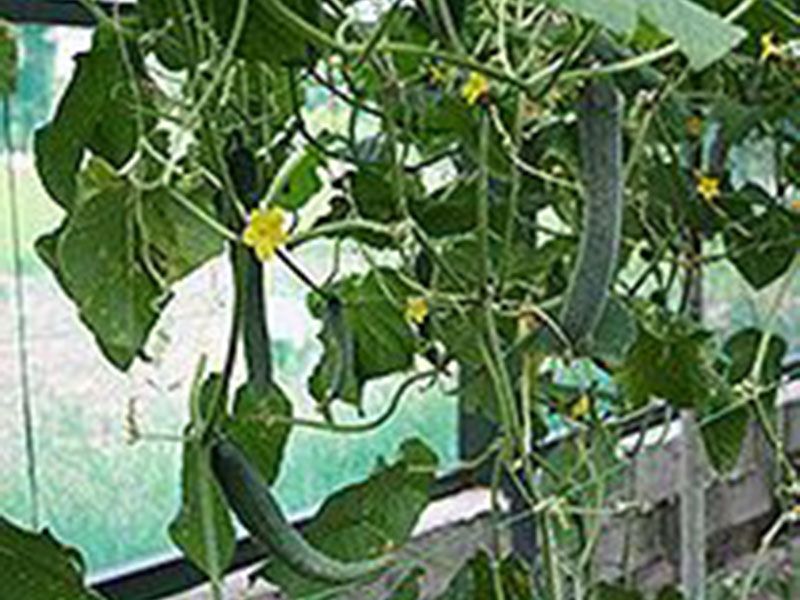 義蓮山莊素食養生民宿 義蓮山莊素食養生民宿