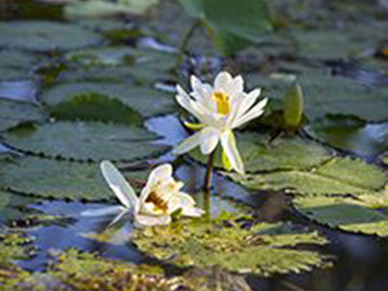 義蓮山莊素食養生民宿