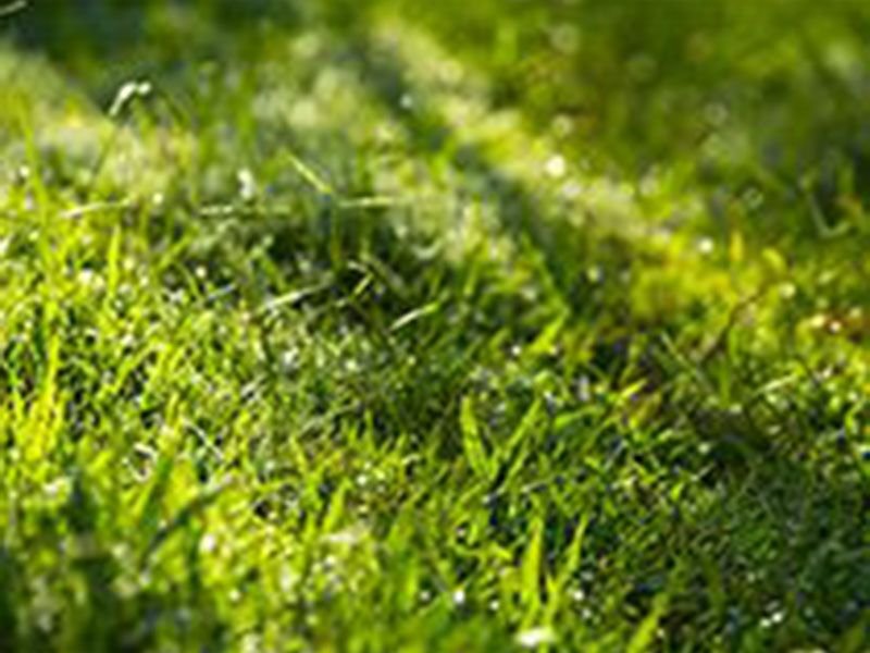 義蓮山莊素食養生民宿 義蓮山莊素食養生民宿