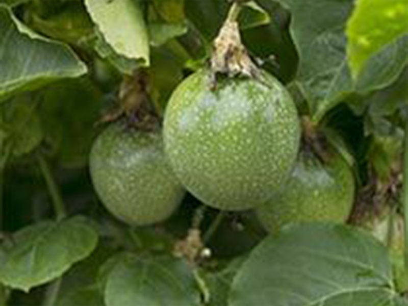 義蓮山莊素食養生民宿 義蓮山莊素食養生民宿