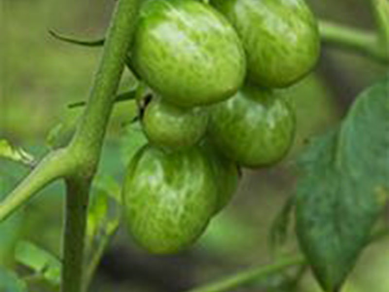 義蓮山莊素食養生民宿 義蓮山莊素食養生民宿
